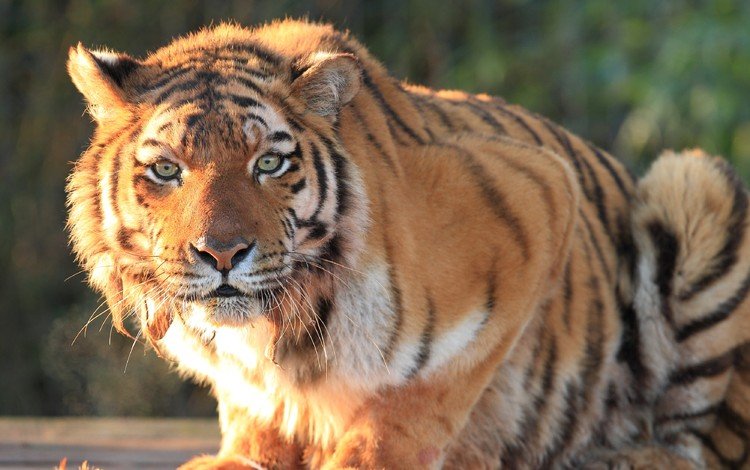 тигр, кошка, взгляд, хищник, большая, дикая, tiger, cat, look, predator, large, wild