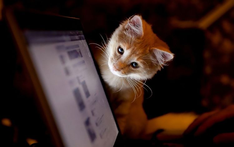 котенок, монитор, kitty, monitor