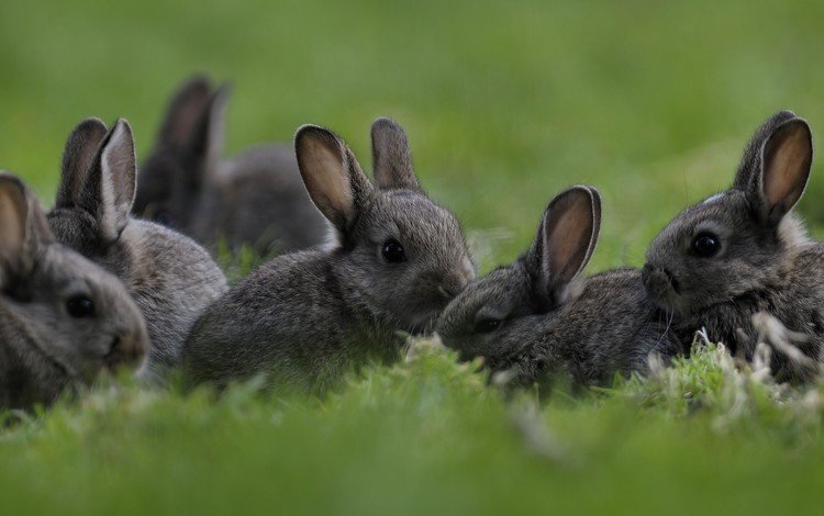 трава, природа, кролики, малыши, grass, nature, rabbits, kids