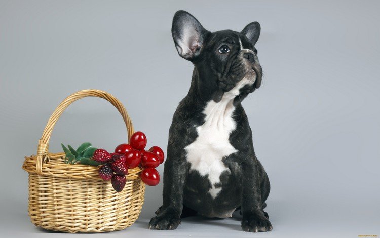 собака, щенок, корзина, ягоды, французский бульдог, dog, puppy, basket, berries, french bulldog
