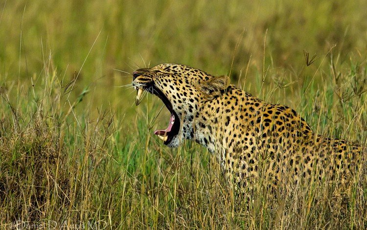 трава, леопард, хищник, профиль, большая кошка, оскал, grass, leopard, predator, profile, big cat, grin