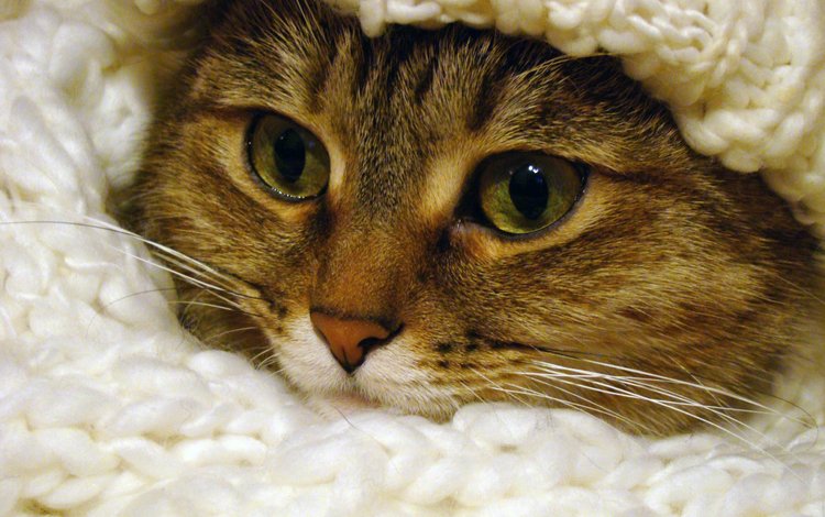 глаза, кот, мордочка, усы, кошка, взгляд, шарф, eyes, cat, muzzle, mustache, look, scarf