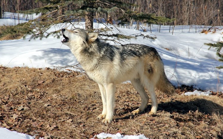 лес, зима, серый, хищник, волк, воет, дикий, forest, winter, grey, predator, wolf, howling, wild