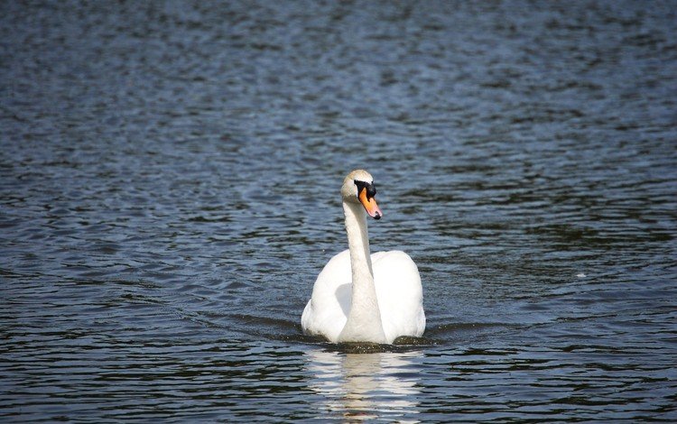 вода, белый, птицы, лебедь, water, white, birds, swan
