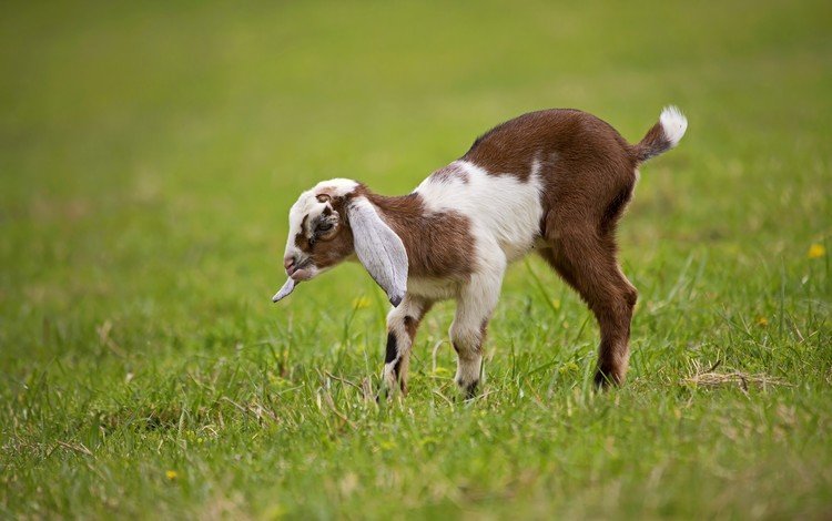 трава, животные, лужайка, детеныш, козленок, козы, grass, animals, lawn, cub, goat, goats