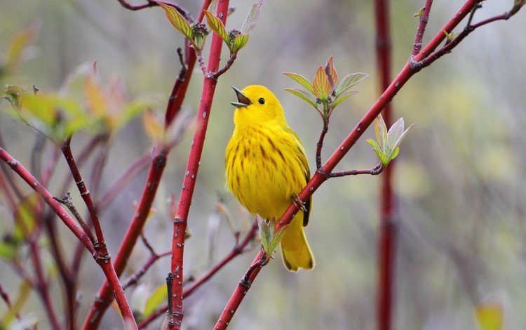 ветка, природа, птицы, птица, птичка, жёлтая, желтая славка, branch, nature, birds, bird, yellow, yellow warbler