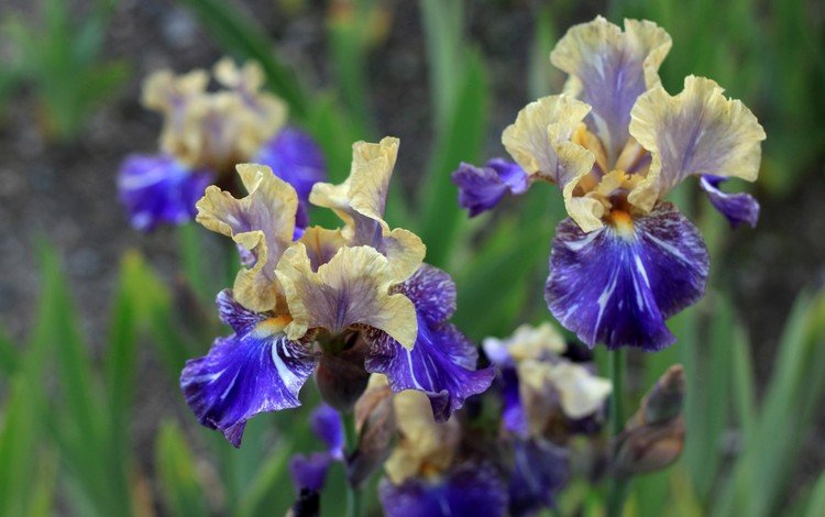 цветы, фон, ирисы, желто-синие, flowers, background, irises, yellow-blue