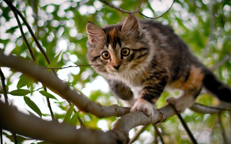 дерево, ветки, кошка, котенок, tree, branches, cat, kitty
