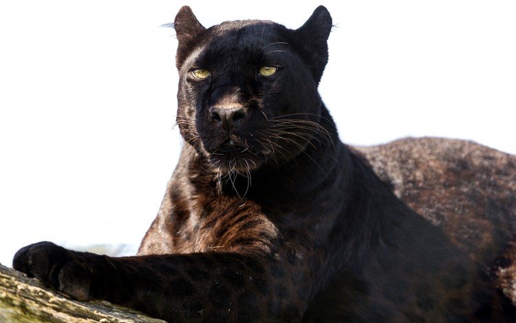 взгляд, хищник, пантера, черный леопард, look, predator, panther, black leopard