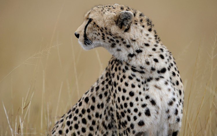 морда, профиль, гепард, дикая кошка, face, profile, cheetah, wild cat