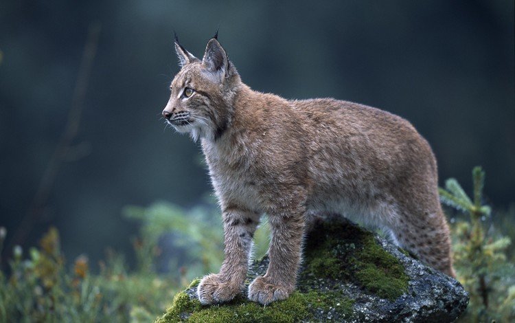 природа, рысь, взгляд, ушки, дикая кошка, nature, lynx, look, ears, wild cat