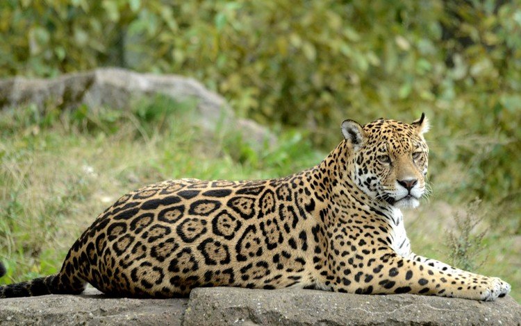 природа, хищник, ягуар, nature, predator, jaguar