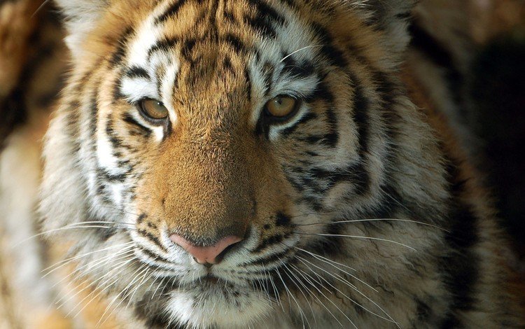тигр, морда, взгляд, хищник, тигренок, дикая кошка, детеныш, tiger, face, look, predator, wild cat, cub