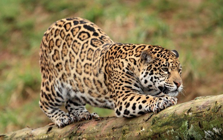 хищник, ягуар, ствол, когти, дикая кошка, predator, jaguar, trunk, claws, wild cat