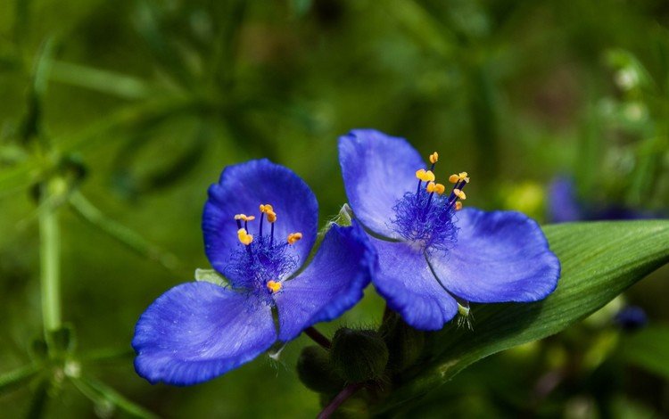 цветы, синие цветы, традесканции, flowers, blue flowers, spiderwort