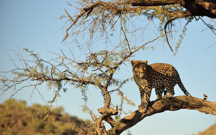 дерево, пустыня, леопард, хищник, большая кошка, дикая природа, tree, desert, leopard, predator, big cat, wildlife