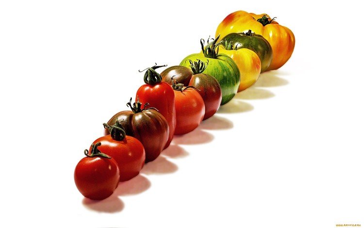 белый фон, овощи, ряд, помидоры, томаты, шеренга, white background, vegetables, a number, tomatoes, rank