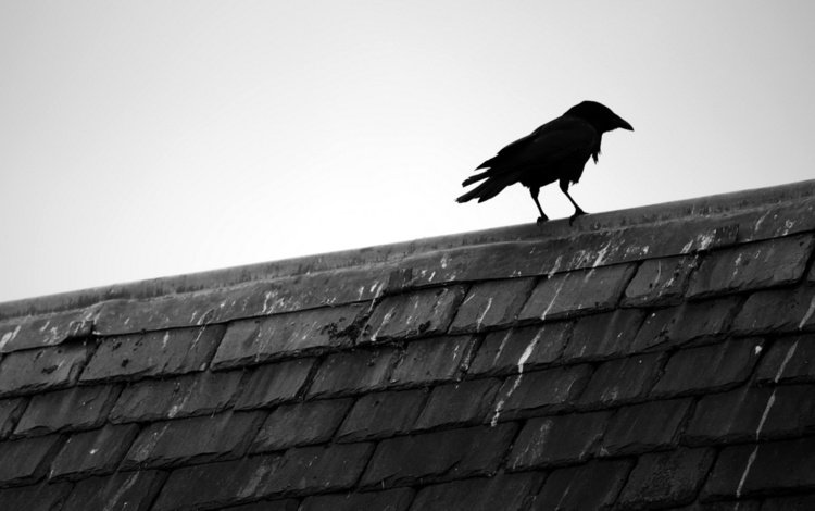 птица, крыша, ворона, черепица, bird, roof, crow, tile