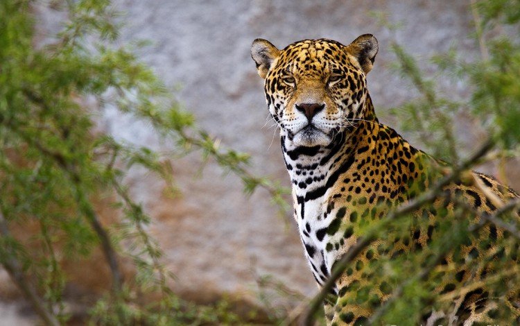 морда, ветки, взгляд, хищник, ягуар, зеленые листья, дикая кошка, face, branches, look, predator, jaguar, green leaves, wild cat