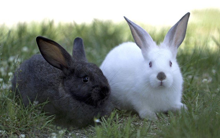 трава, черный, белый, кролики, grass, black, white, rabbits