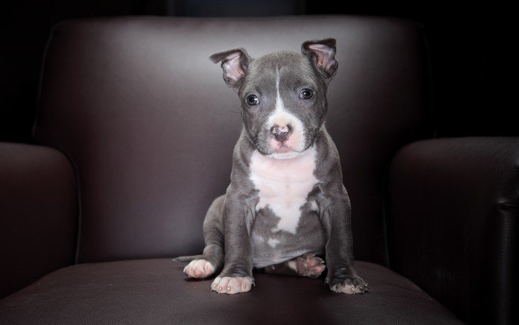 взгляд, собака, серый, щенок, сидит, диван, амстафф, стаффордширский терьер, look, dog, grey, puppy, sitting, sofa, amstaff, staffordshire terrier