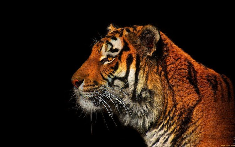 тигр, хищник, профиль, черный фон, tiger, predator, profile, black background