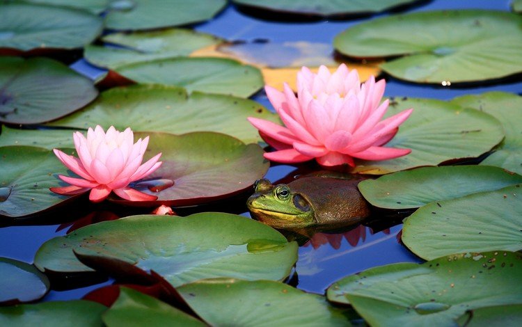 цветы, вода, листья, лягушка, пруд, кувшинки, flowers, water, leaves, frog, pond, water lilies