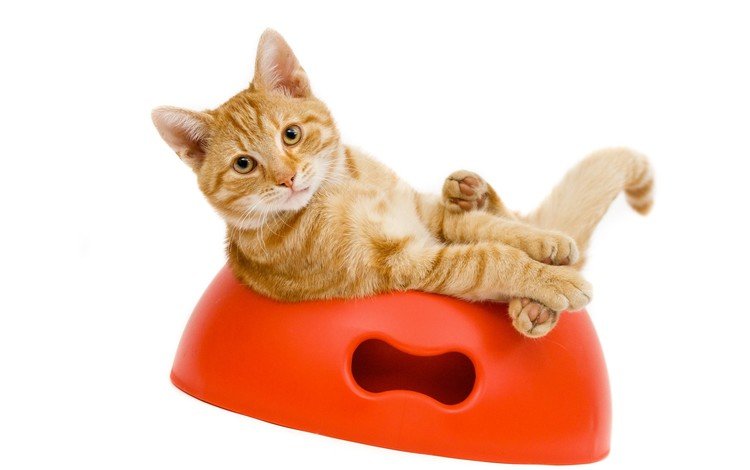 кот, котенок, рыжий, миска, cat, kitty, red, bowl