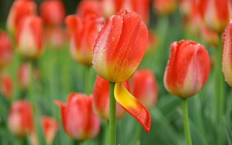 цветы, бутоны, капли, лепестки, весна, тюльпаны, flowers, buds, drops, petals, spring, tulips