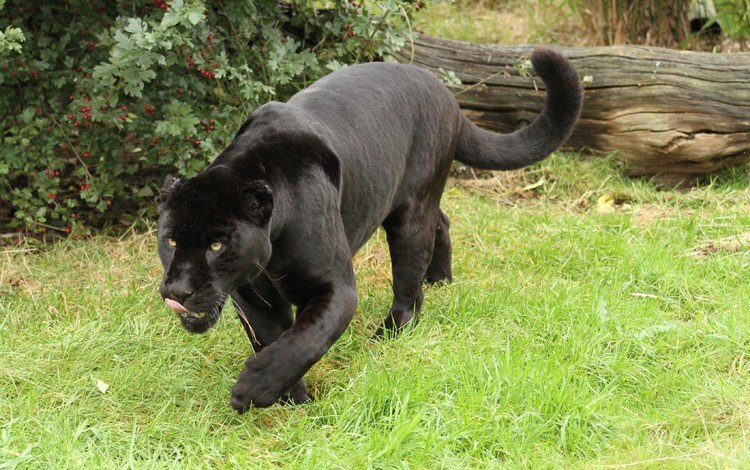 трава, пантера, дикая кошка, черный ягуар, grass, panther, wild cat, black jaguar