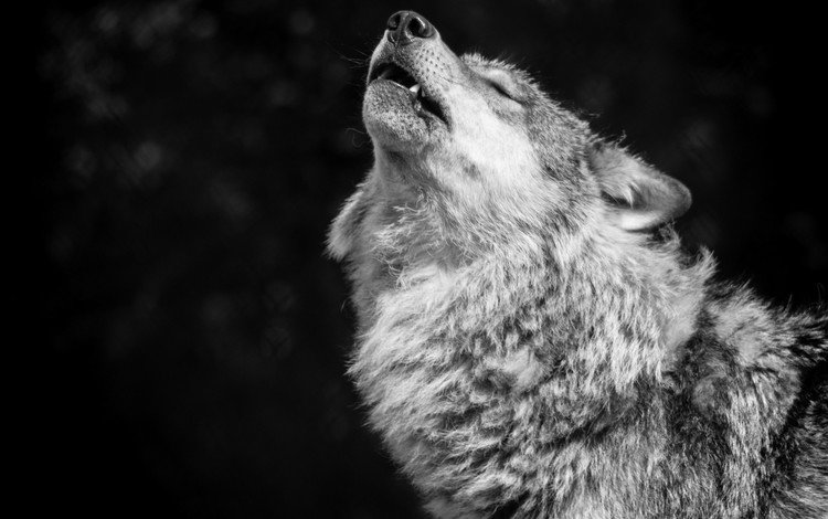 фон, чёрно-белое, хищник, волк, вой, волчья песня, background, black and white, predator, wolf, howl, wolf song