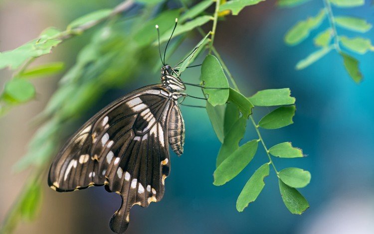 ветка, листья, бабочка, крылья, насекомые, branch, leaves, butterfly, wings, insects