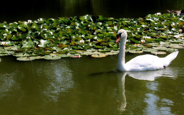 вода, белый, птицы, лебедь, кувшинки, water, white, birds, swan, water lilies