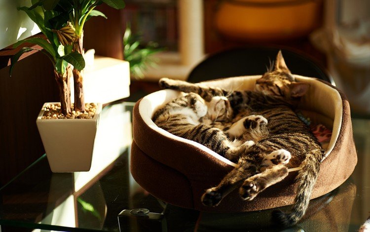 интерьер, сон, кошки, котята, лежат, interior, sleep, cats, kittens, lie