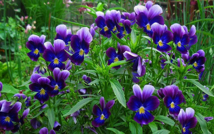 цветы, анютины глазки, фиолетовые, flowers, pansy, purple