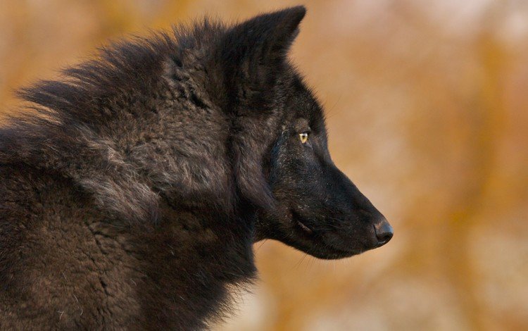 фон, черный, хищник, профиль, волк, background, black, predator, profile, wolf