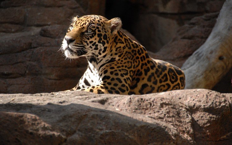 камни, хищник, ягуар, отдых, дикая кошка, stones, predator, jaguar, stay, wild cat