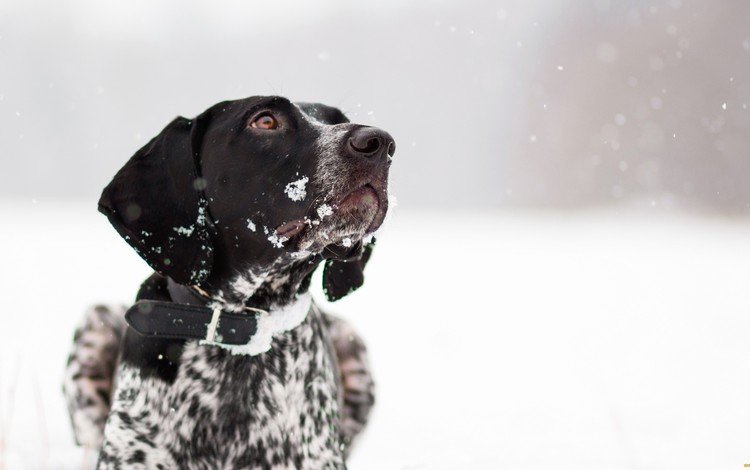 снег, зима, собака, друг, ошейник, snow, winter, dog, each, collar