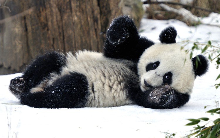 снег, зима, панда, бамбуковый медведь, snow, winter, panda, bamboo bear