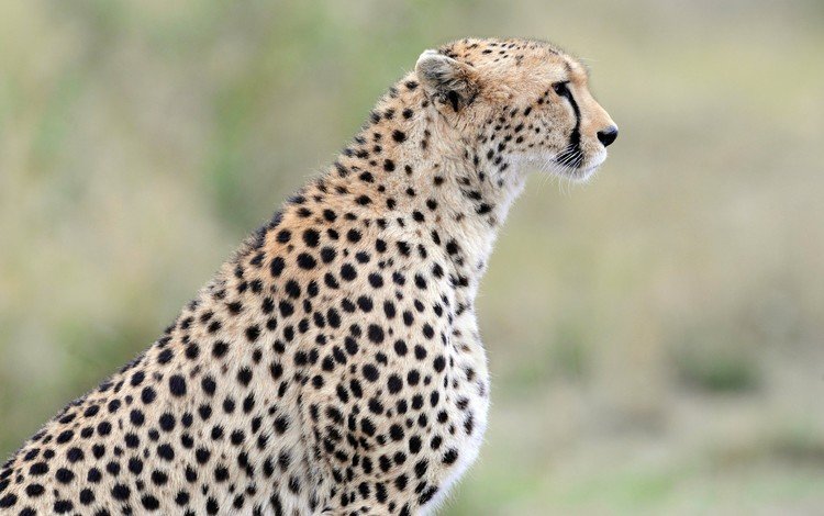 морда, профиль, гепард, дикая кошка, face, profile, cheetah, wild cat