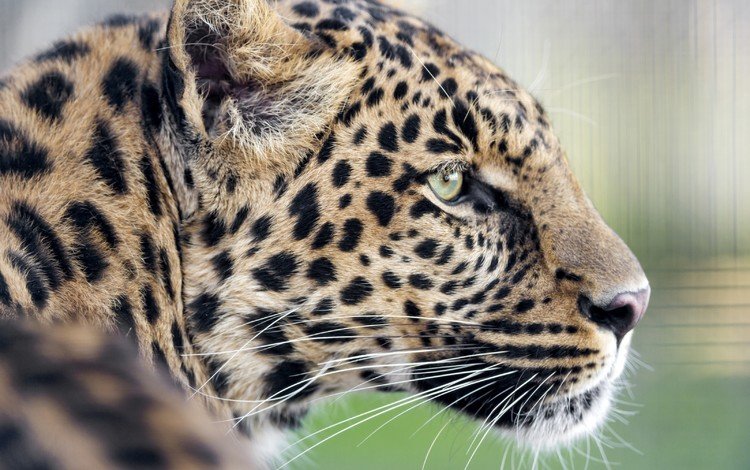 леопард, хищник, профиль, leopard, predator, profile