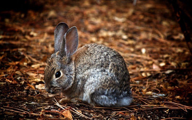 природа, животные, ушки, зайцы, заяц, зайчик, nature, animals, ears, rabbits, hare, bunny
