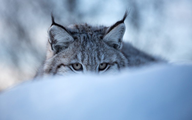 глаза, морда, снег, зима, рысь, дикая кошка, eyes, face, snow, winter, lynx, wild cat