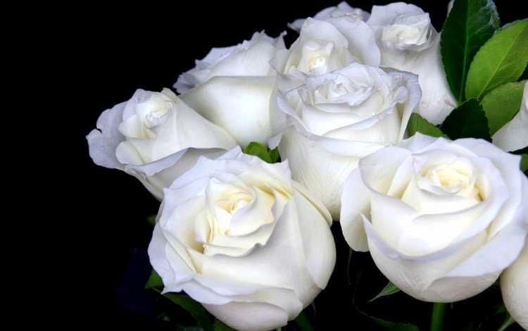 цветы, розы, черный фон, букет, белые, flowers, roses, black background, bouquet, white