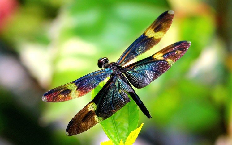 крылья, лист, насекомые, размытость, стрекоза, wings, sheet, insects, blur, dragonfly