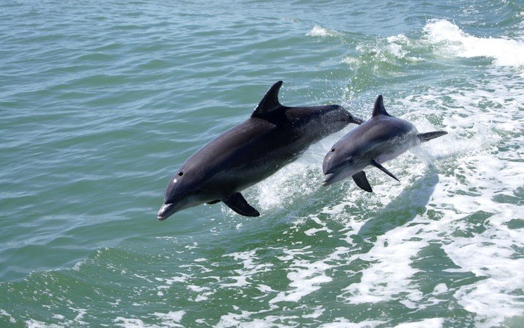 море, животные, прыжок, дельфины, sea, animals, jump, dolphins