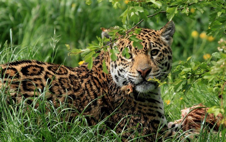 трава, кошка, хищник, ягуар, обед, большая, дикая, grass, cat, predator, jaguar, lunch, large, wild