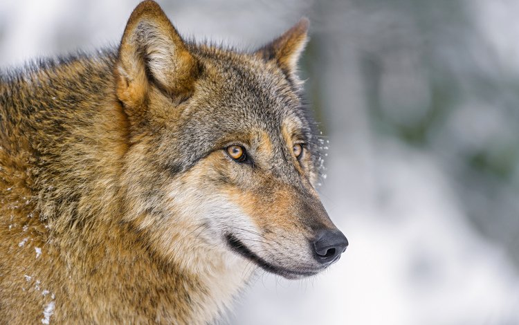 фон, взгляд, хищник, волк, background, look, predator, wolf