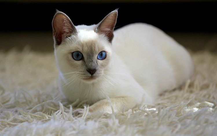 кот, кошка, ковер, белая, тайская, cat, carpet, white, thai