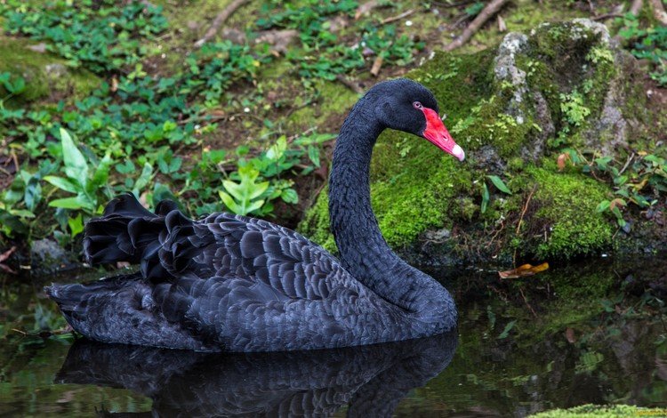вода, природа, черный, птицы, лебедь, water, nature, black, birds, swan